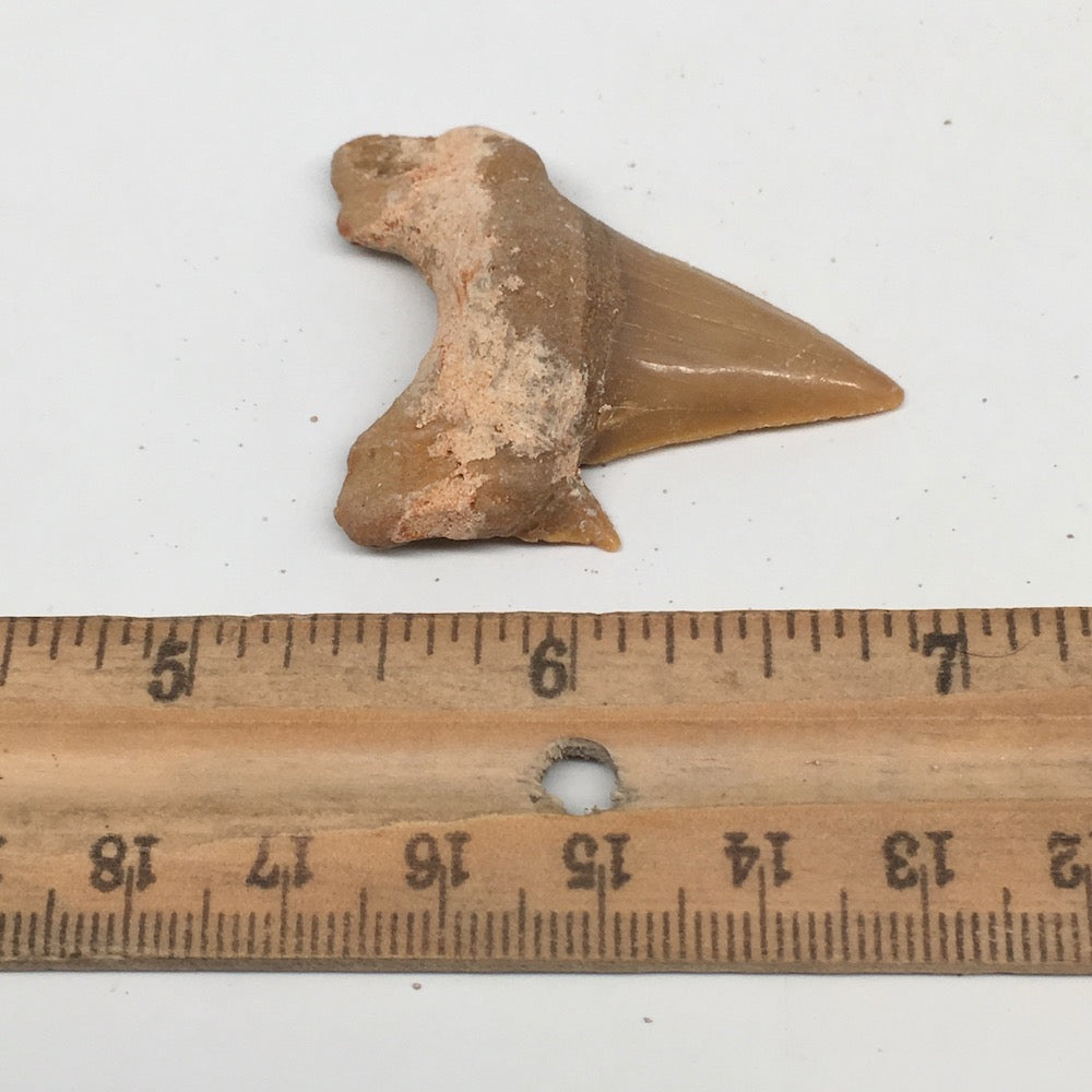 11g, 1.8"X 1.4"x 0.5" Natural Fossils Fish Shark Tooth @Morocco,MF2805