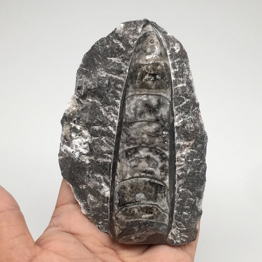297.2g,4.5"x2.9"x1.2" Fossils Orthoceras (straight horn) SQUID @Morocco, MF1707