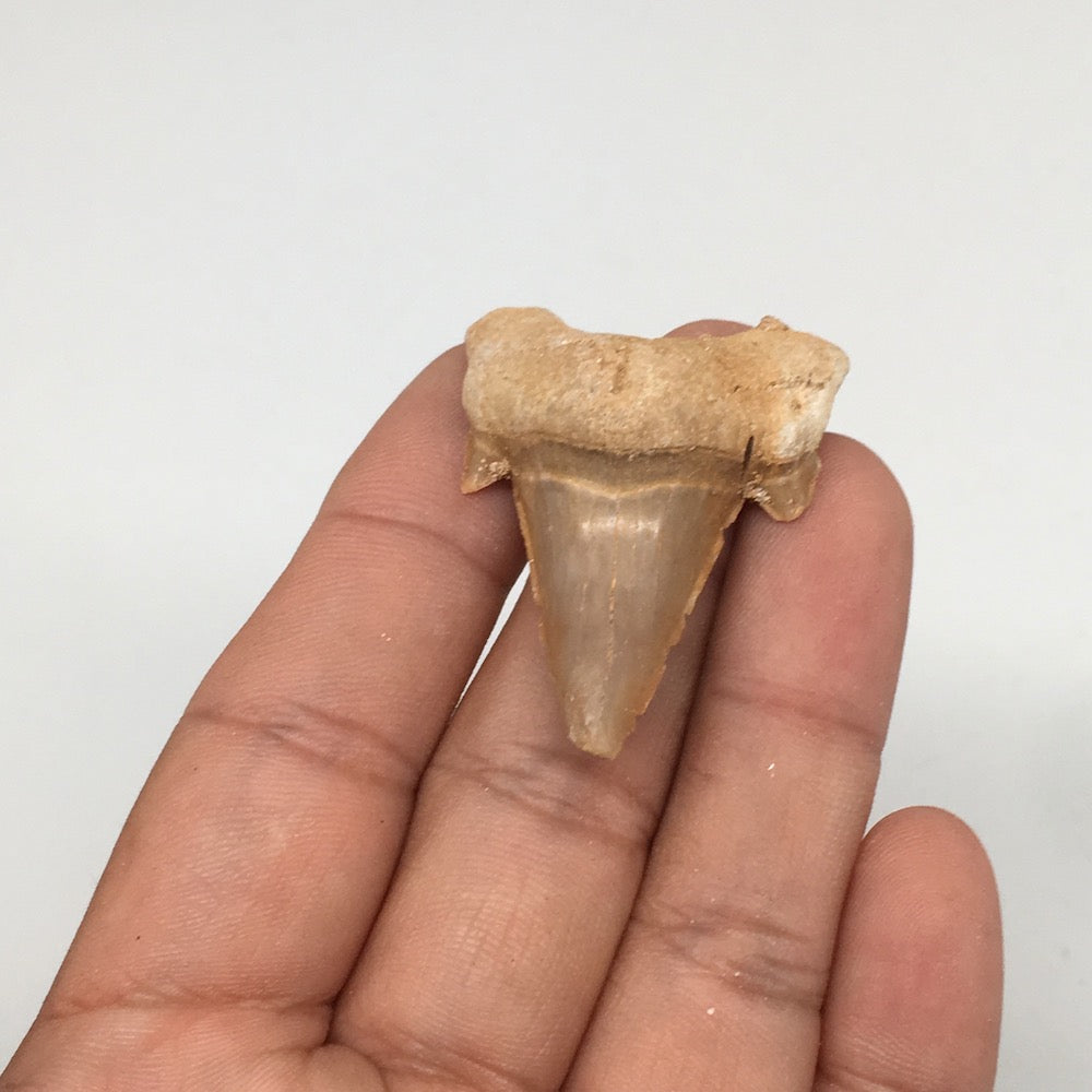 11.3g, 1.7"X 1.3"x 0.6" Natural Fossils Fish Shark Tooth @Morocco,MF2837