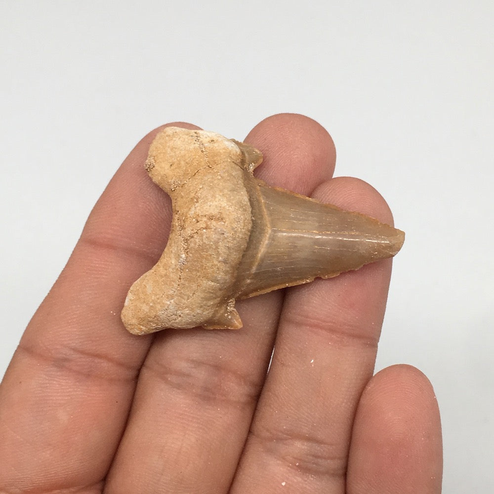 11.3g, 1.7"X 1.3"x 0.6" Natural Fossils Fish Shark Tooth @Morocco,MF2837