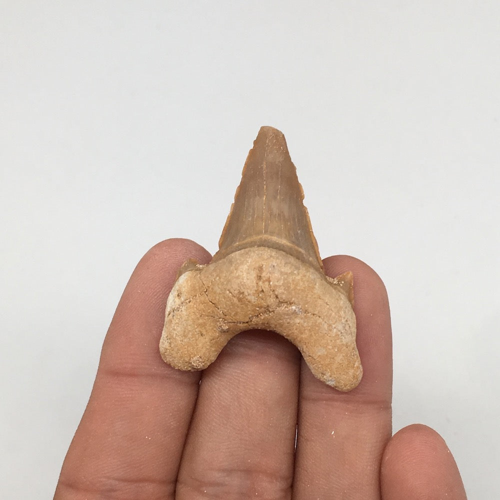 11.3g, 1.7"X 1.3"x 0.6" Natural Fossils Fish Shark Tooth @Morocco,MF2837