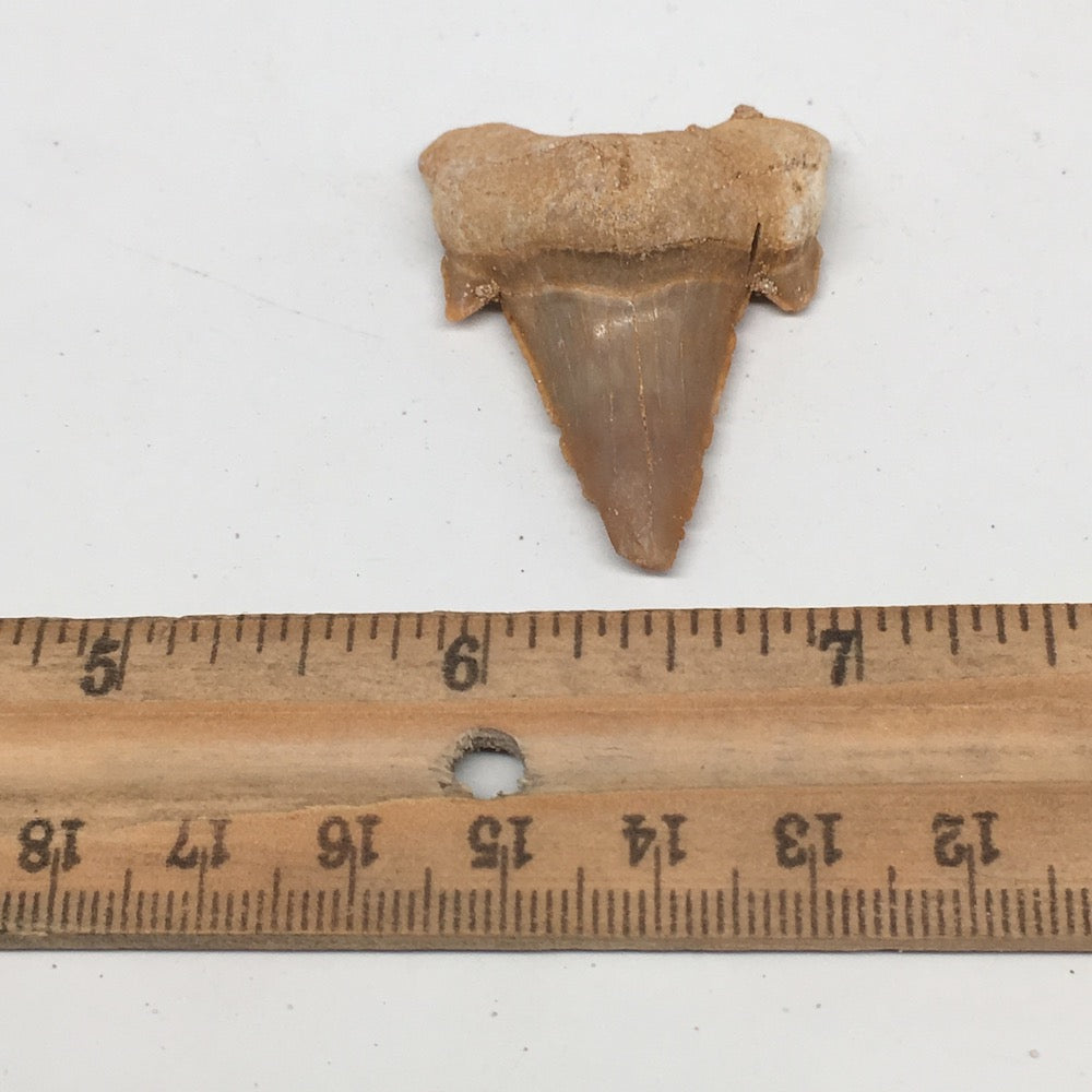 11.3g, 1.7"X 1.3"x 0.6" Natural Fossils Fish Shark Tooth @Morocco,MF2837