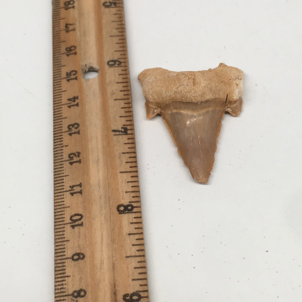 11.3g, 1.7"X 1.3"x 0.6" Natural Fossils Fish Shark Tooth @Morocco,MF2837