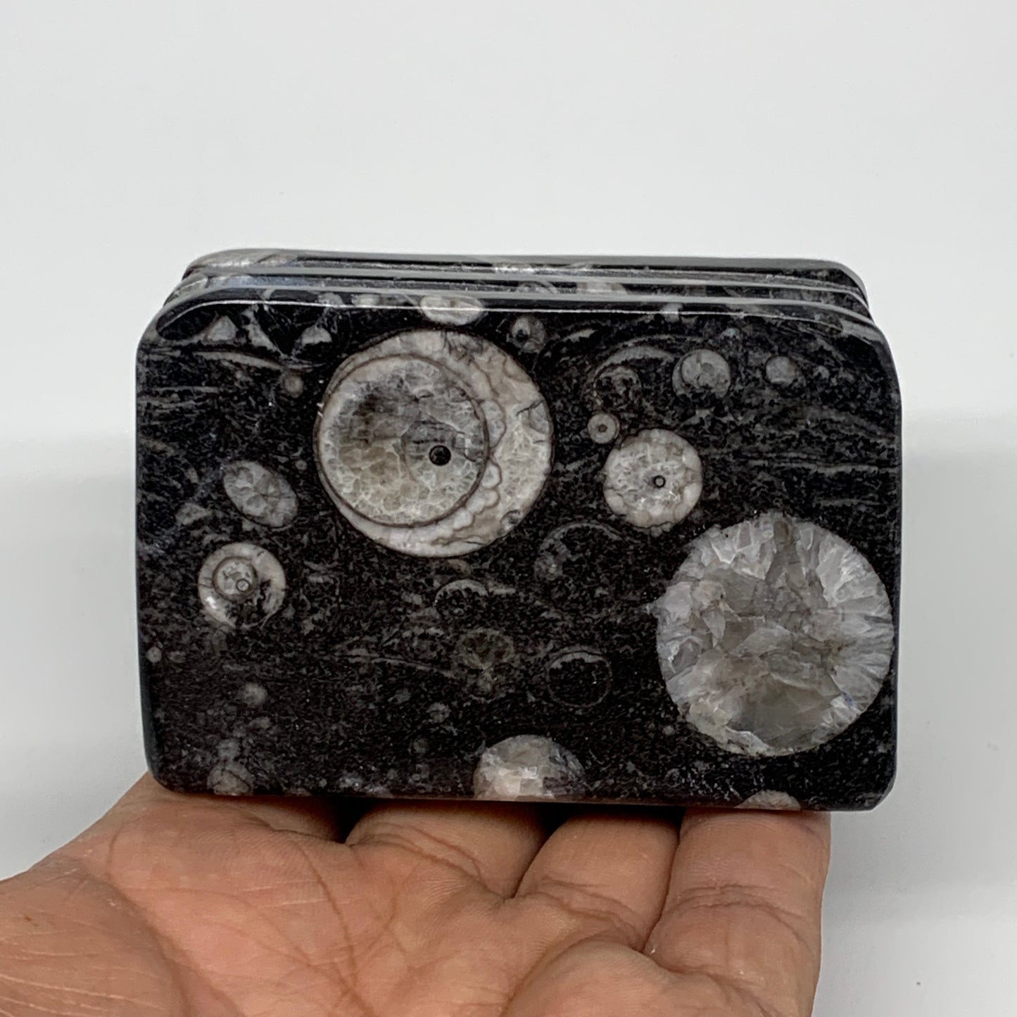 494g, 2.8" x 2.9" x 2" Black Fossils Orthoceras Ammonite Business Card Holder,B8