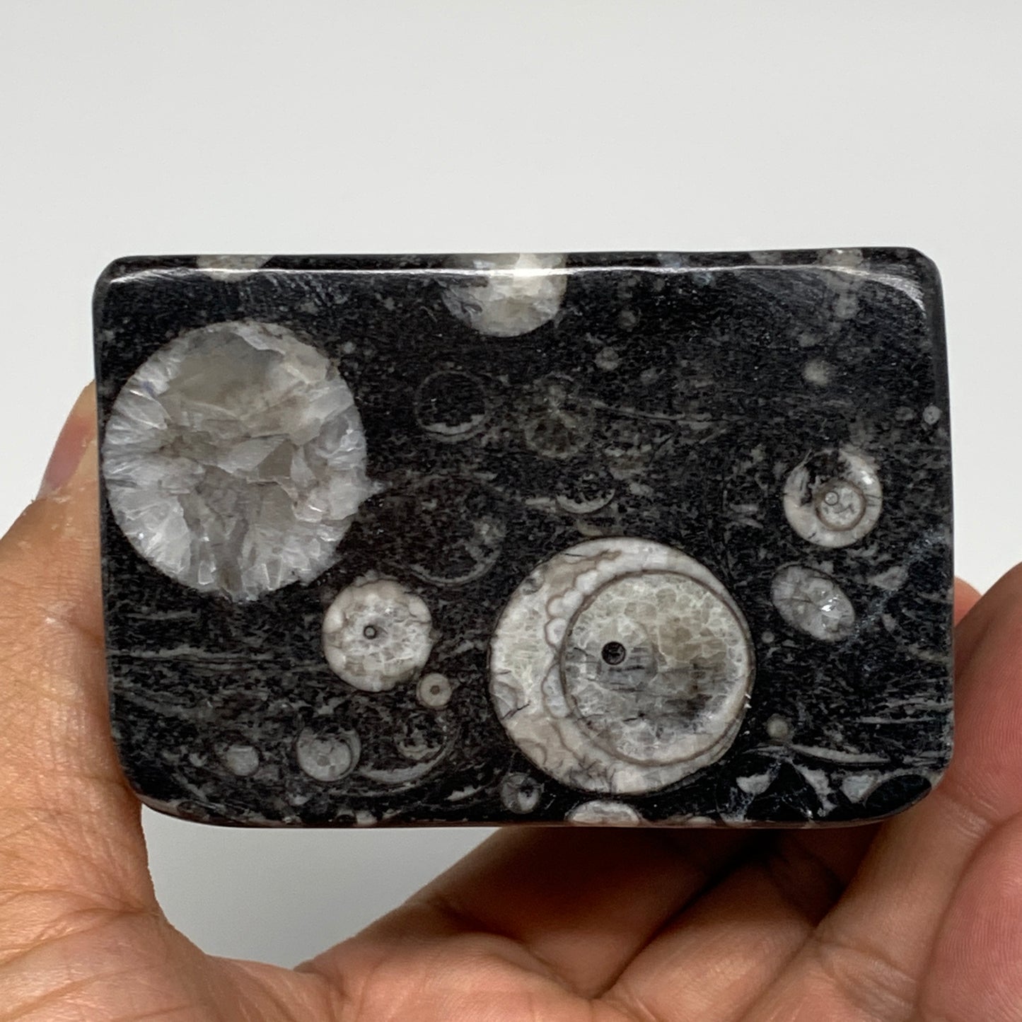 494g, 2.8" x 2.9" x 2" Black Fossils Orthoceras Ammonite Business Card Holder,B8