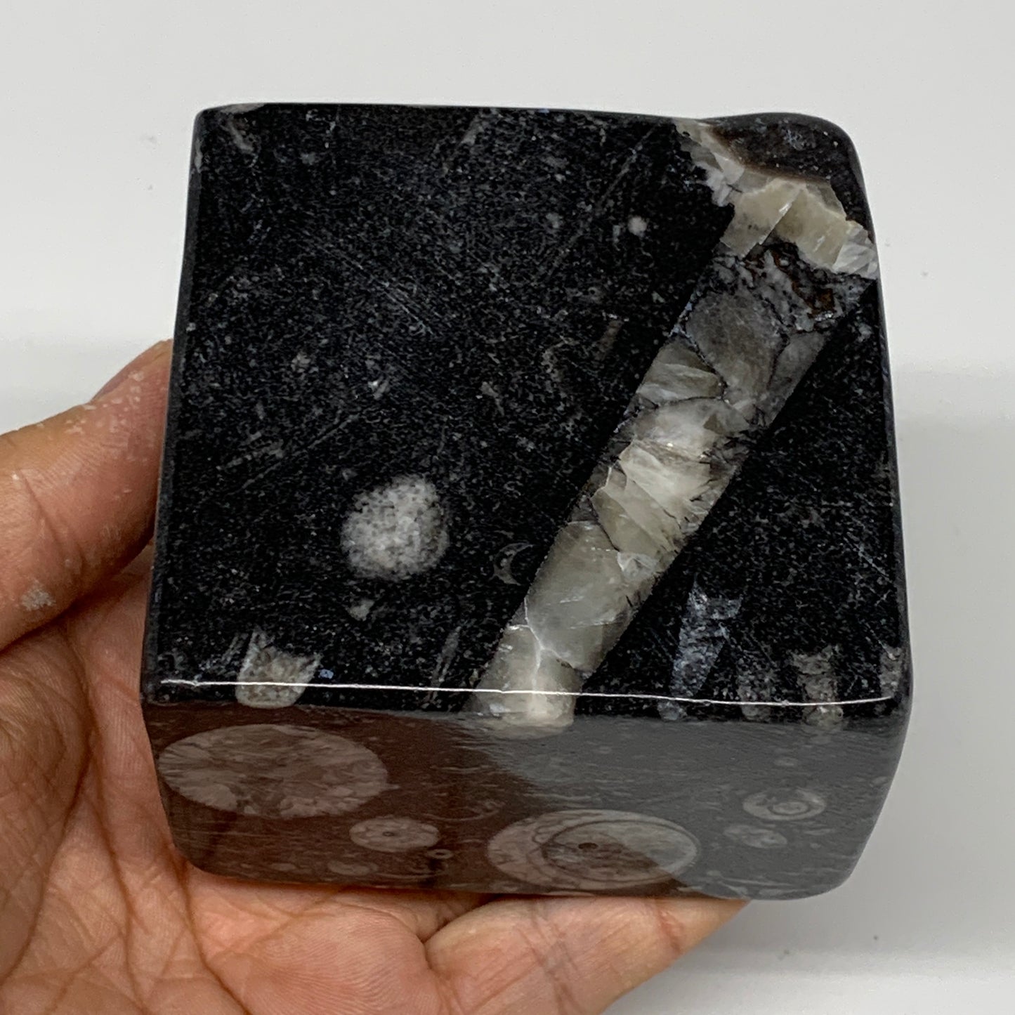 494g, 2.8" x 2.9" x 2" Black Fossils Orthoceras Ammonite Business Card Holder,B8