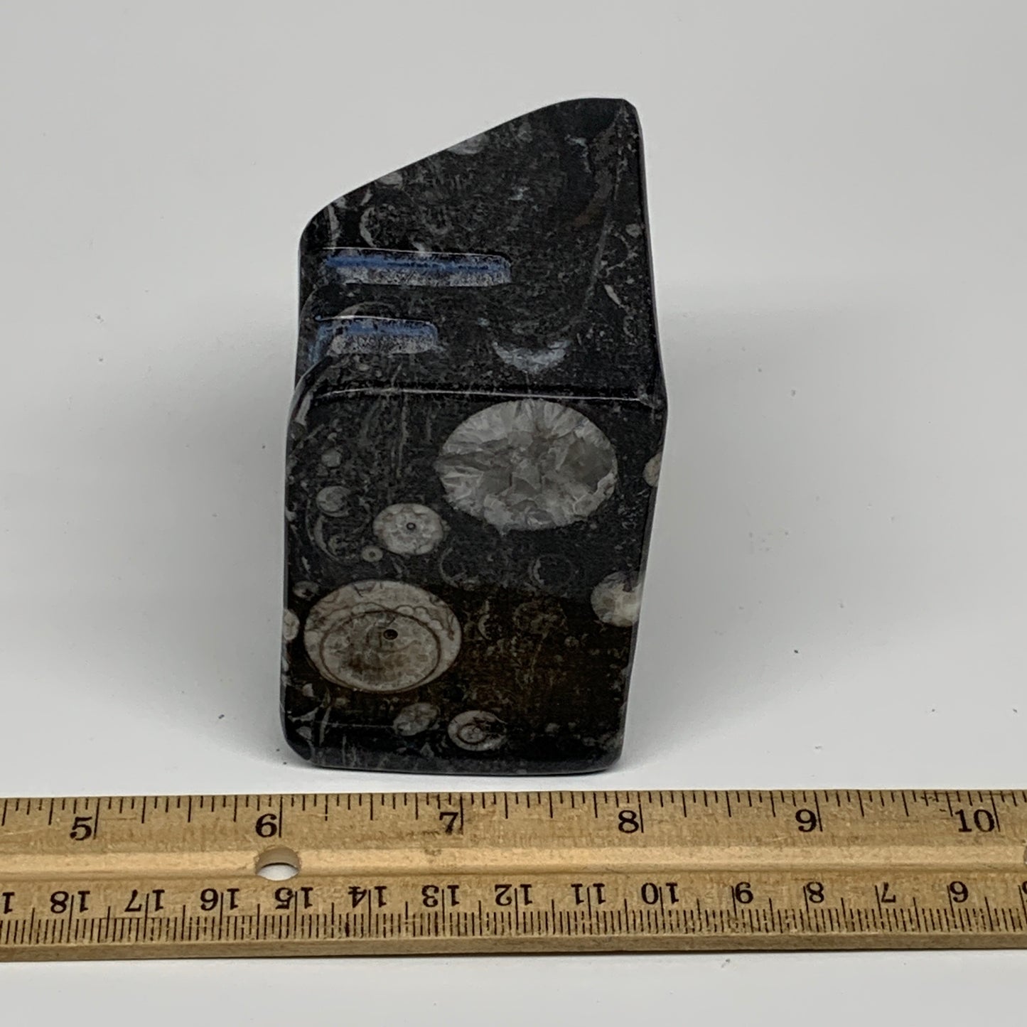 494g, 2.8" x 2.9" x 2" Black Fossils Orthoceras Ammonite Business Card Holder,B8