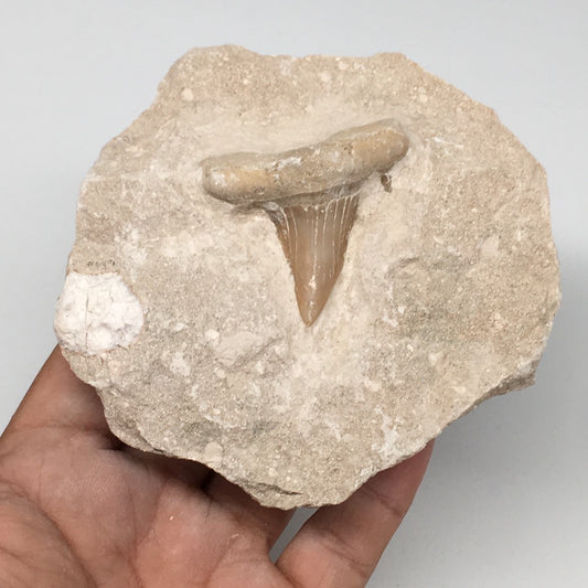 412g,3.9"X3.9"x1.9"Otodus Fossil Shark Tooth Mounted on Matrix @Morocco,MF1838