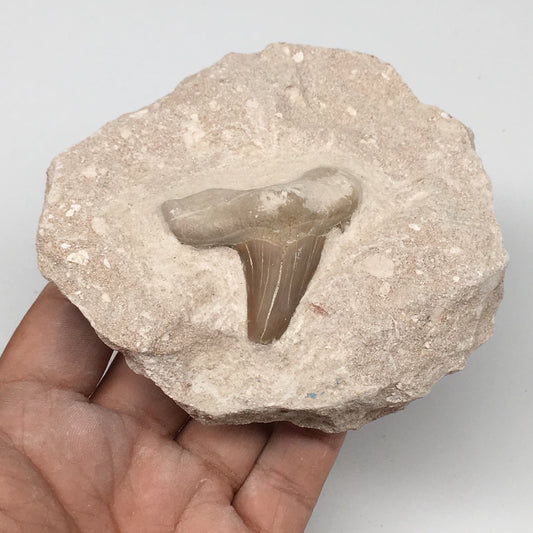 394g,3.7"X4"x2"Otodus Fossil Shark Tooth Mounted on Matrix @Morocco,MF1840