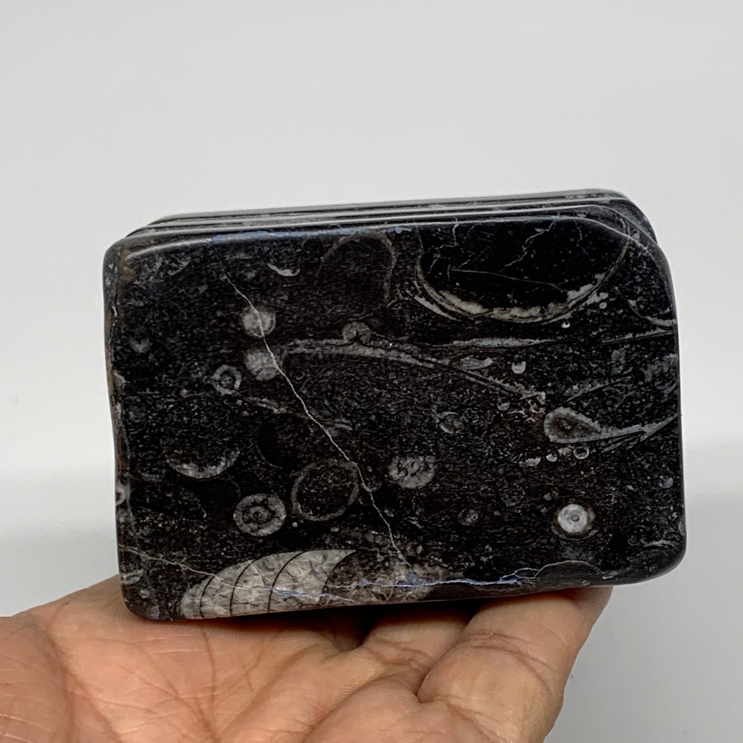 498g, 2.9" x 2.8" x 1.9" Black Fossils Orthoceras Ammonite Business Card Holder,