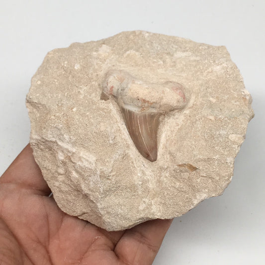 320g,3.5"X3.8"x1.9"Otodus Fossil Shark Tooth Mounted on Matrix @Morocco,MF1849