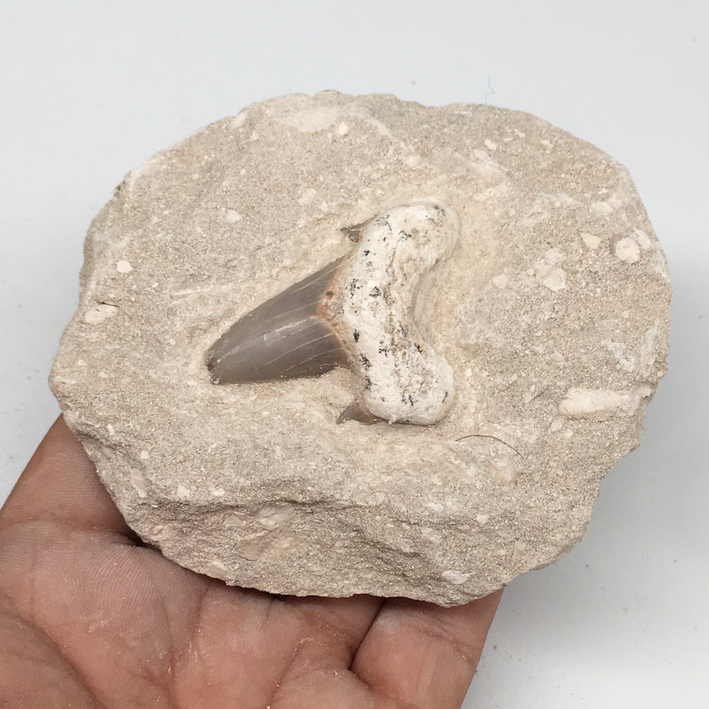 300g,3.7"X3.2"x1.8"Otodus Fossil Shark Tooth Mounted on Matrix @Morocco,MF1857