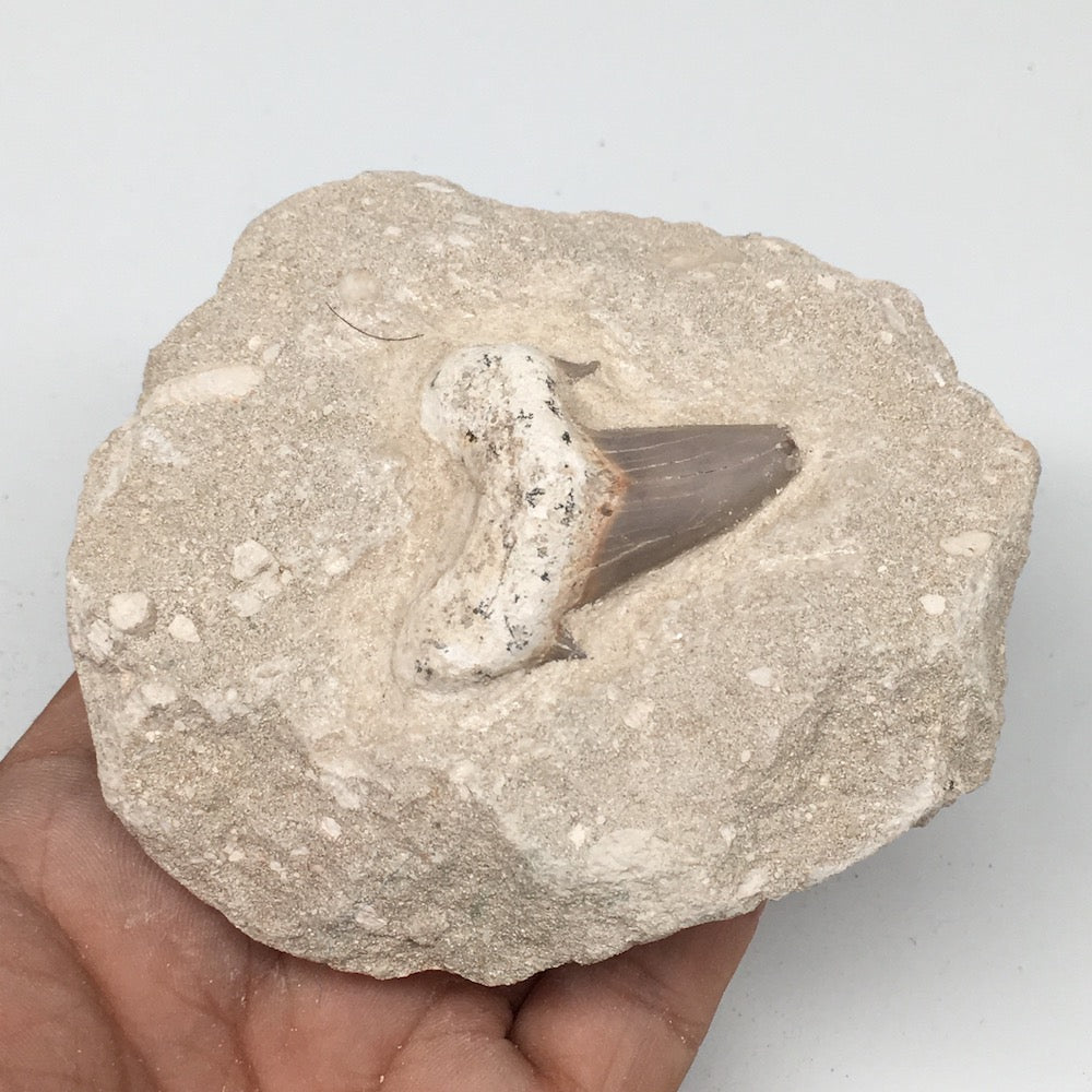 300g,3.7"X3.2"x1.8"Otodus Fossil Shark Tooth Mounted on Matrix @Morocco,MF1857