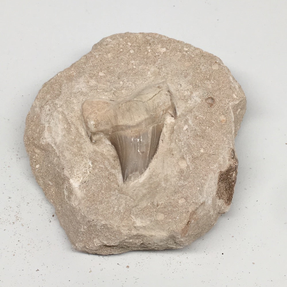 328g,3.9"X3.7"x1.5"Otodus Fossil Shark Tooth Mounted on Matrix @Morocco,MF1866