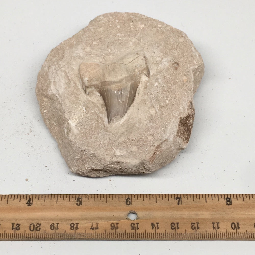 328g,3.9"X3.7"x1.5"Otodus Fossil Shark Tooth Mounted on Matrix @Morocco,MF1866