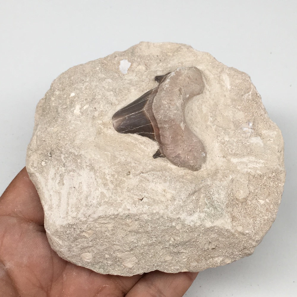 340g,3.8"X3.6"x1.7"Otodus Fossil Shark Tooth Mounted on Matrix @Morocco,MF1871