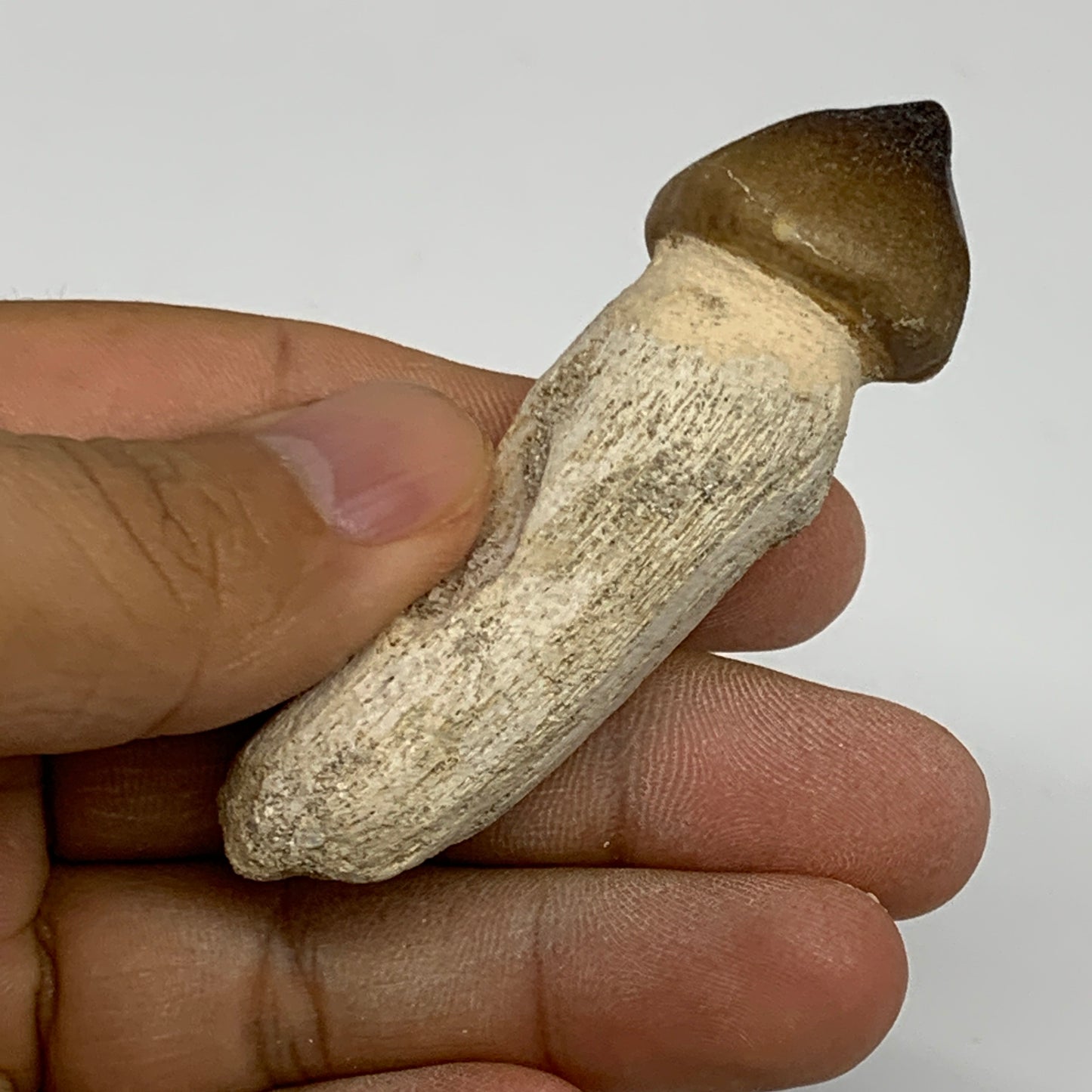 26.4g, 2.8"X0.7"x0.8" Fossil Globidens phosphaticus (Mosasaur ) Tooth, Cretaceou