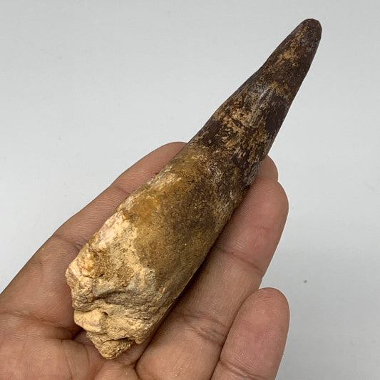 51g,4"X 1.3"x 0.9" Rare Natural Fossils Spinosaurus Tooth from Morocco, F3143