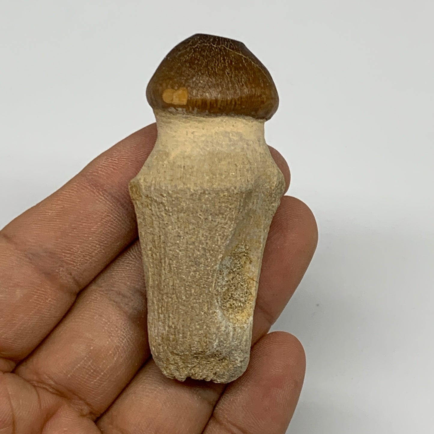 40.9g, 2.6"X1.2"x0.9" Fossil Globidens phosphaticus (Mosasaur ) Tooth, Cretaceou