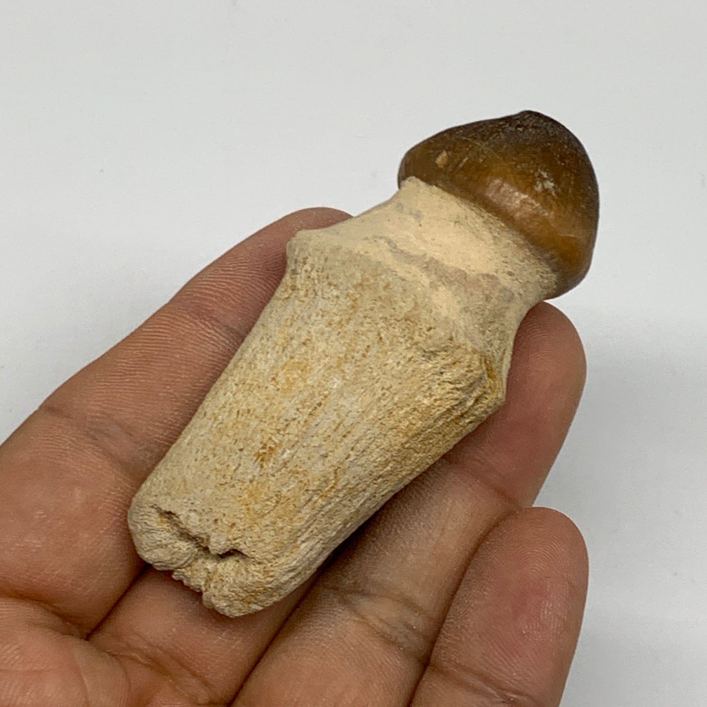 40.9g, 2.6"X1.2"x0.9" Fossil Globidens phosphaticus (Mosasaur ) Tooth, Cretaceou