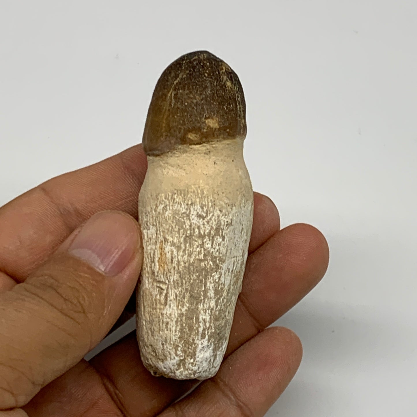 50.5g, 2.8"X1.1"x1" Fossil Globidens phosphaticus (Mosasaur ) Tooth, Cretaceous,