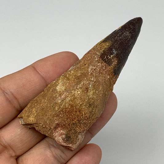 51.3g,3.2"X1.2"x 1" Rare Natural Fossils Spinosaurus Tooth from Morocco, F3149