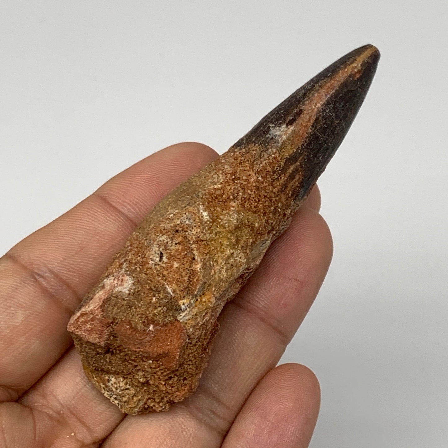 51.3g,3.2"X1.2"x 1" Rare Natural Fossils Spinosaurus Tooth from Morocco, F3149