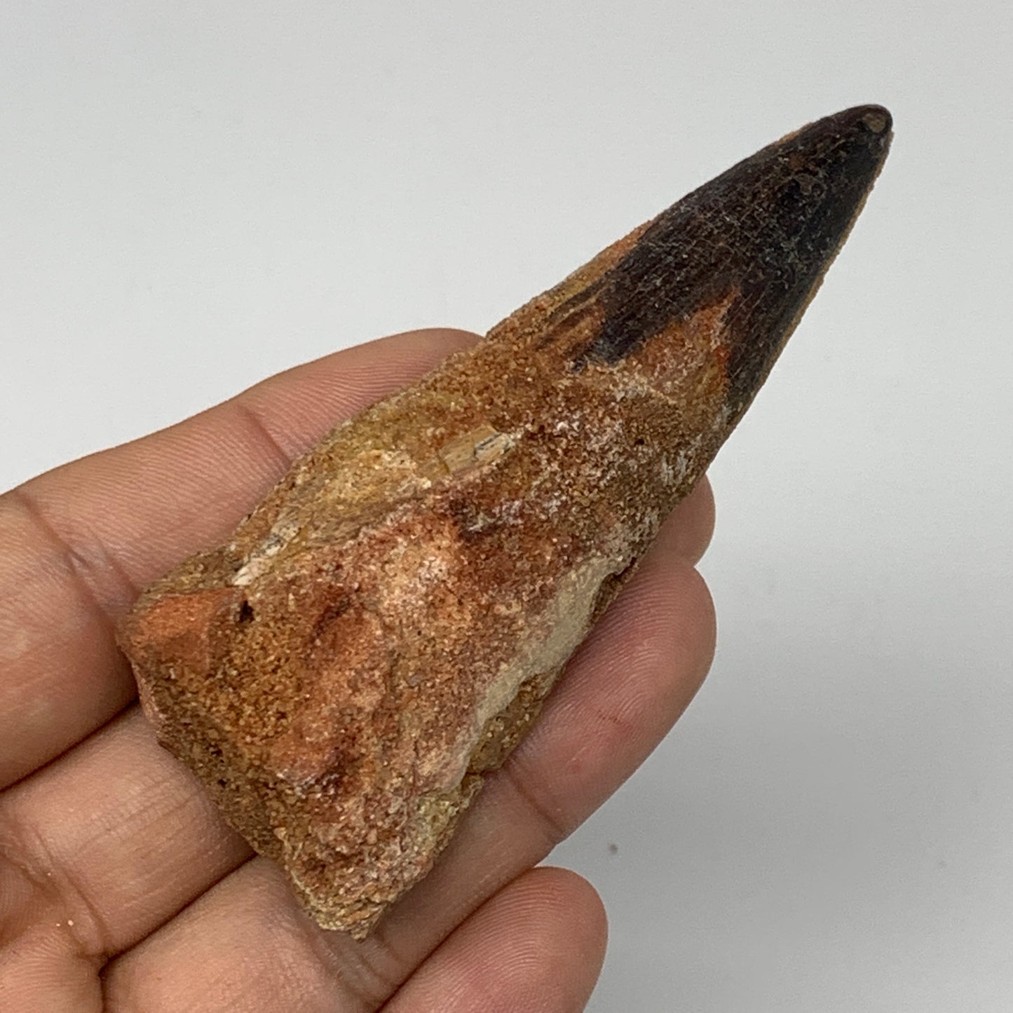 51.3g,3.2"X1.2"x 1" Rare Natural Fossils Spinosaurus Tooth from Morocco, F3149