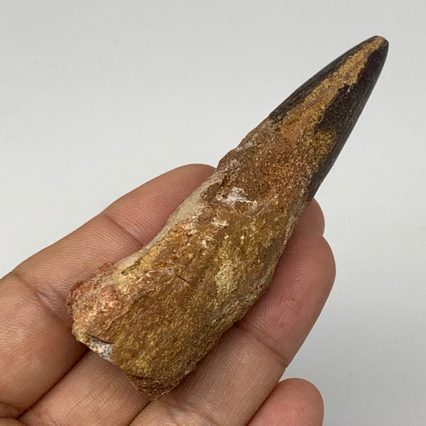 51.3g,3.2"X1.2"x 1" Rare Natural Fossils Spinosaurus Tooth from Morocco, F3149