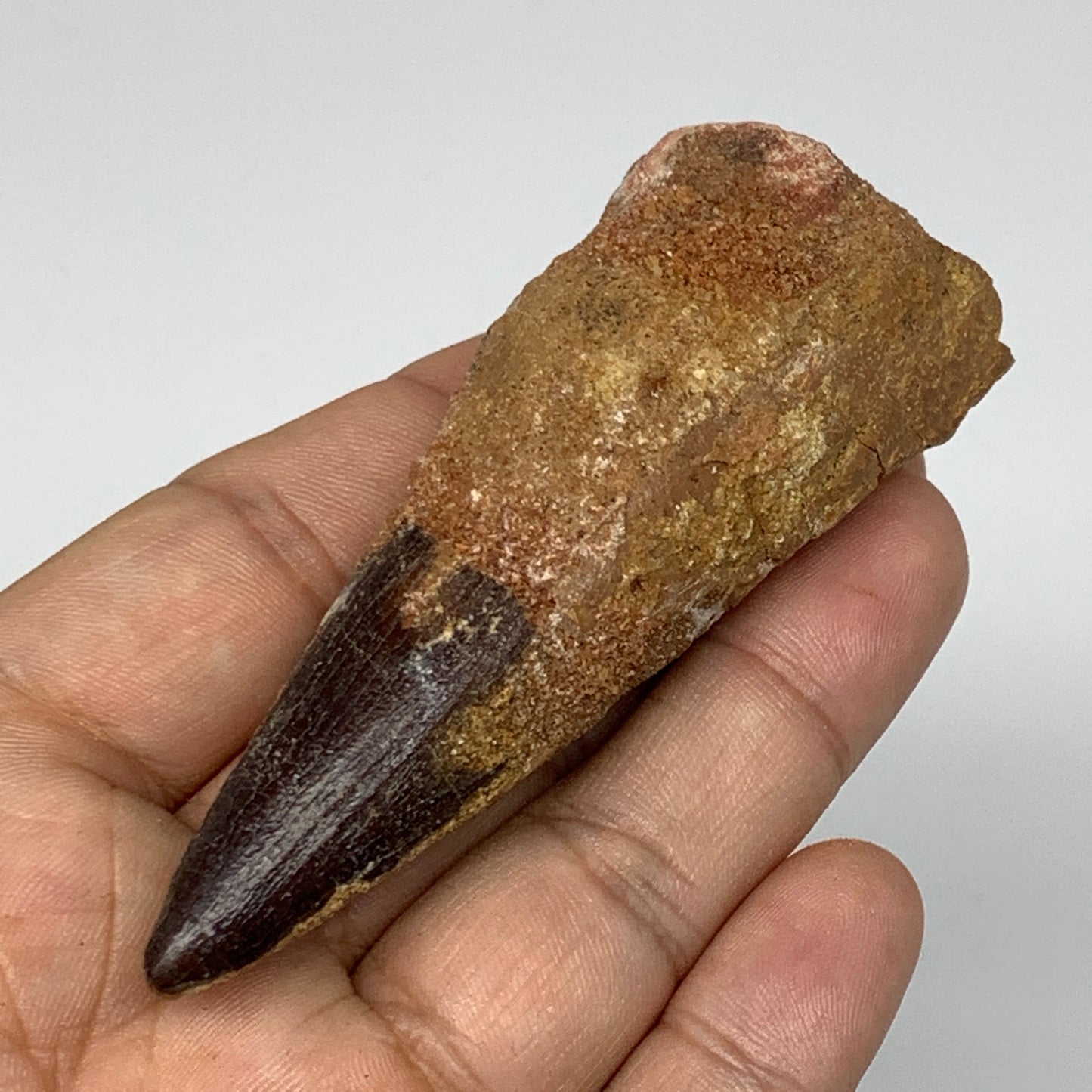 51.3g,3.2"X1.2"x 1" Rare Natural Fossils Spinosaurus Tooth from Morocco, F3149