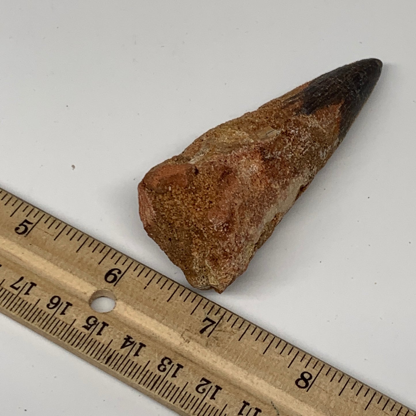 51.3g,3.2"X1.2"x 1" Rare Natural Fossils Spinosaurus Tooth from Morocco, F3149