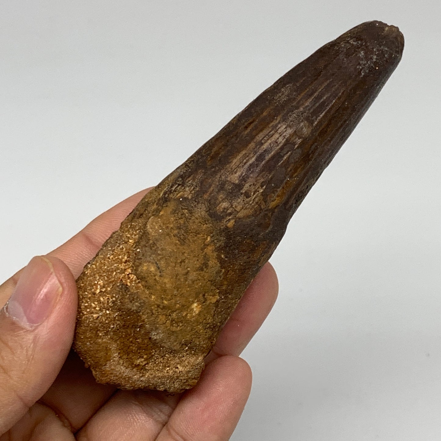 81.5g,4.1"X1.4"x 1" Rare Natural Fossils Spinosaurus Tooth from Morocco, F3151