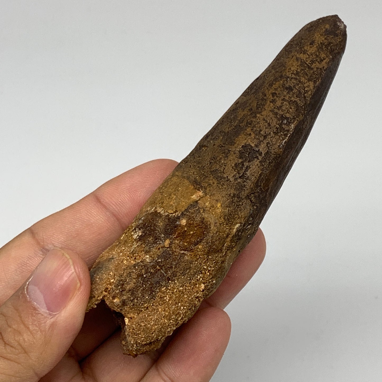 81.5g,4.1"X1.4"x 1" Rare Natural Fossils Spinosaurus Tooth from Morocco, F3151