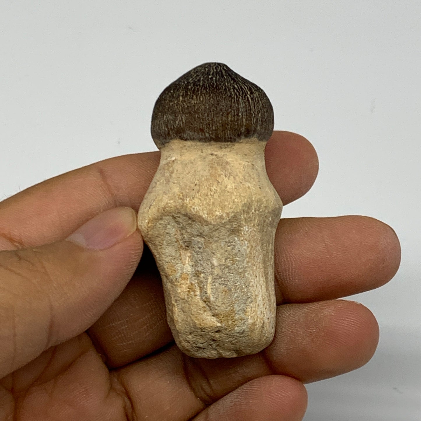 31.4g, 2.2"X1.2"x0.8" Fossil Globidens phosphaticus (Mosasaur ) Tooth, Cretaceou