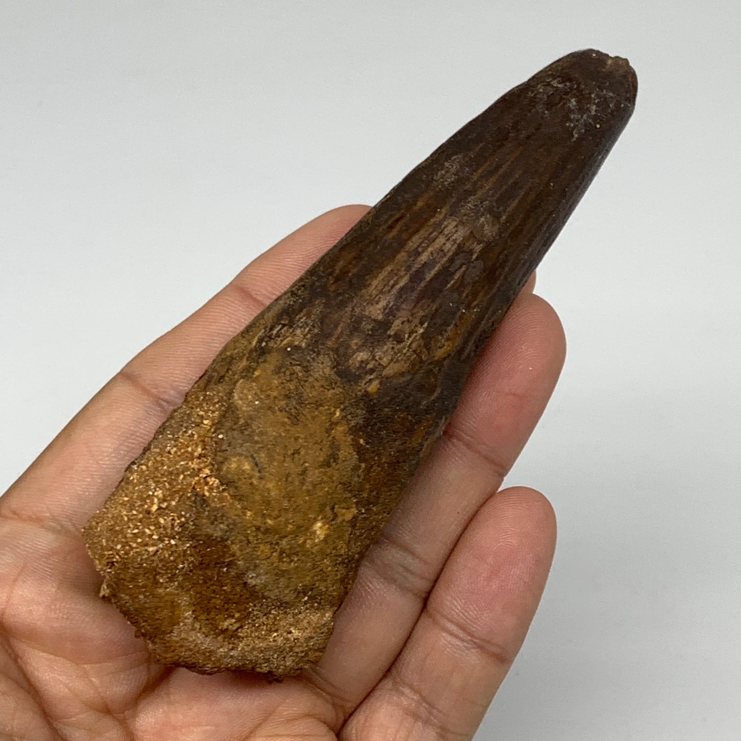 81.5g,4.1"X1.4"x 1" Rare Natural Fossils Spinosaurus Tooth from Morocco, F3151