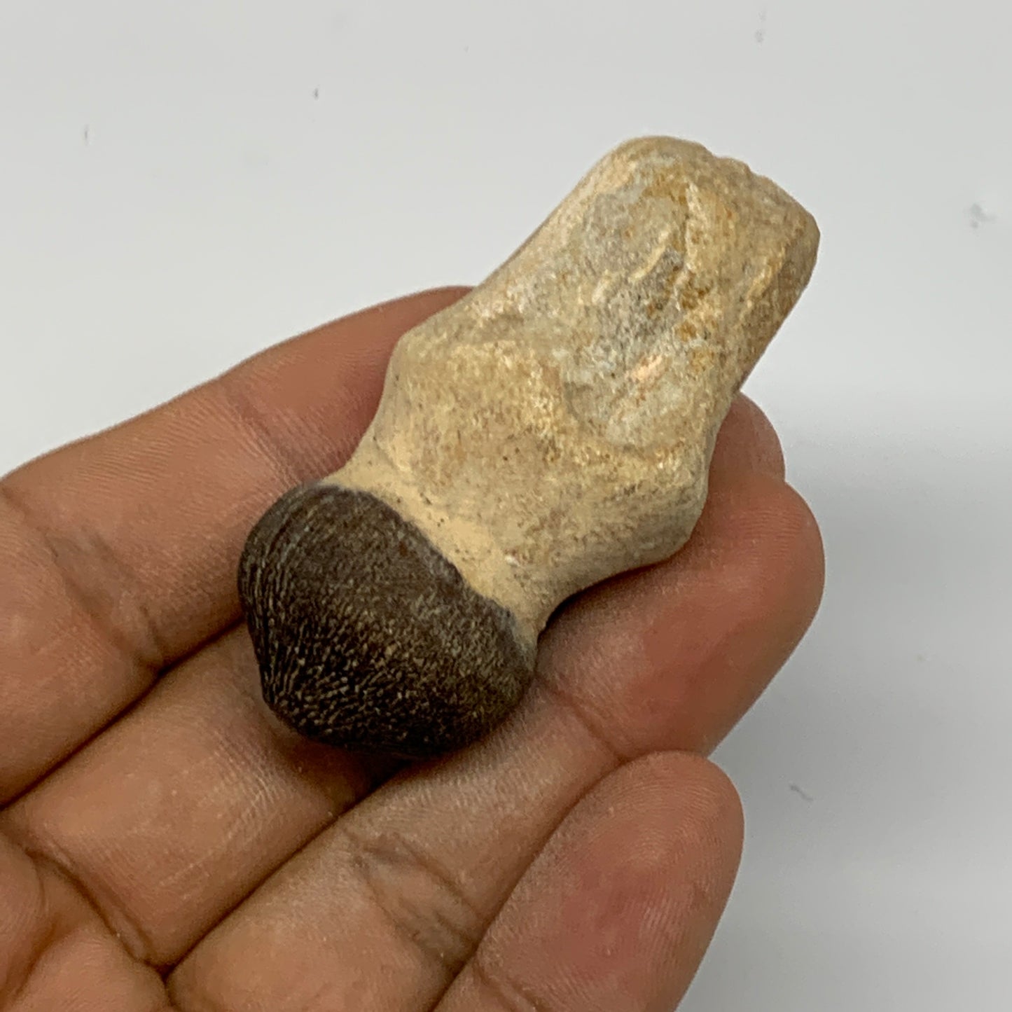 31.4g, 2.2"X1.2"x0.8" Fossil Globidens phosphaticus (Mosasaur ) Tooth, Cretaceou