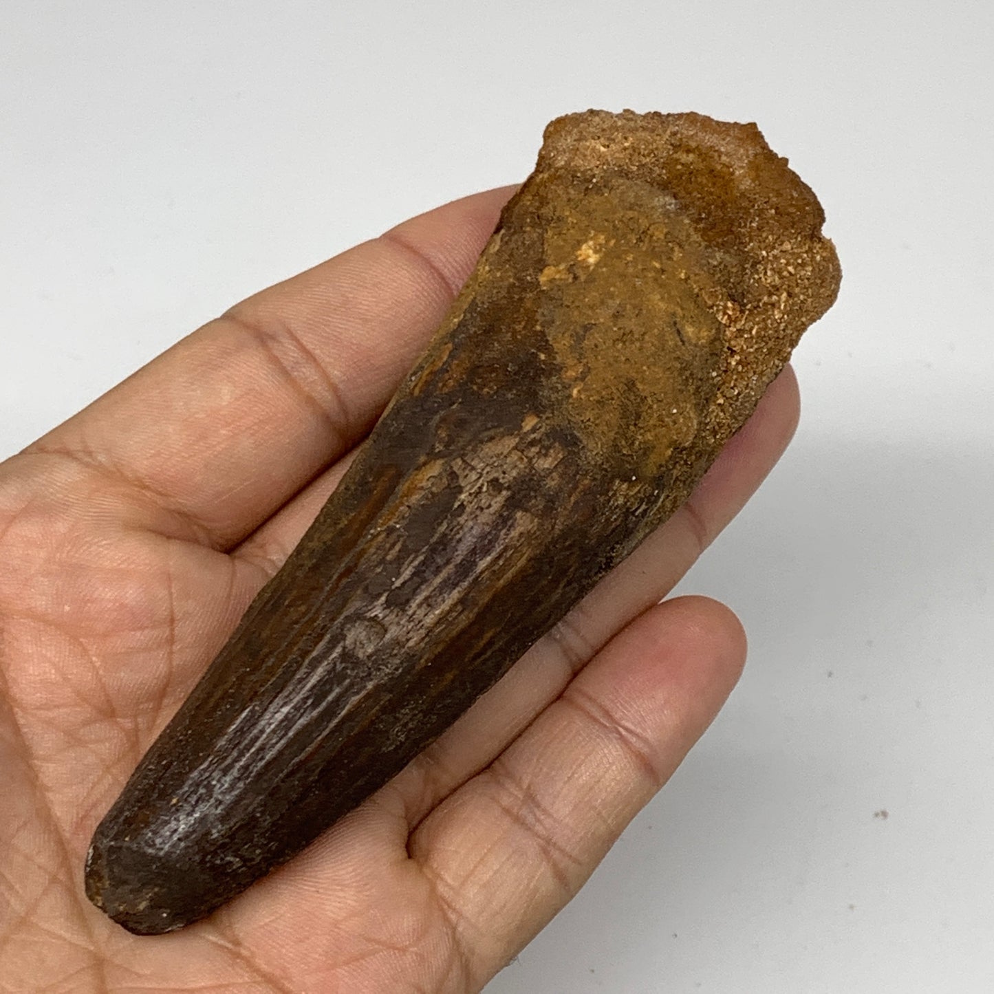 81.5g,4.1"X1.4"x 1" Rare Natural Fossils Spinosaurus Tooth from Morocco, F3151