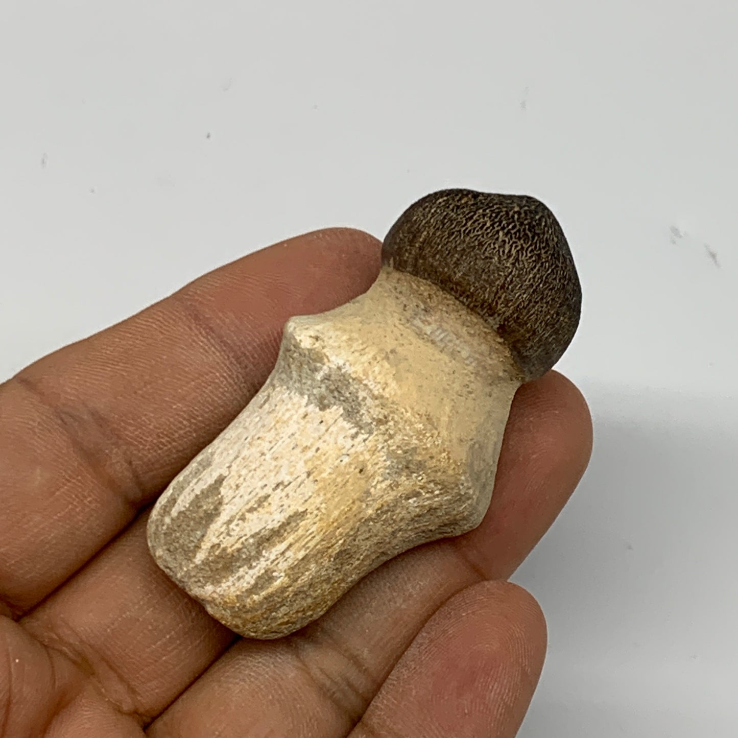 31.4g, 2.2"X1.2"x0.8" Fossil Globidens phosphaticus (Mosasaur ) Tooth, Cretaceou