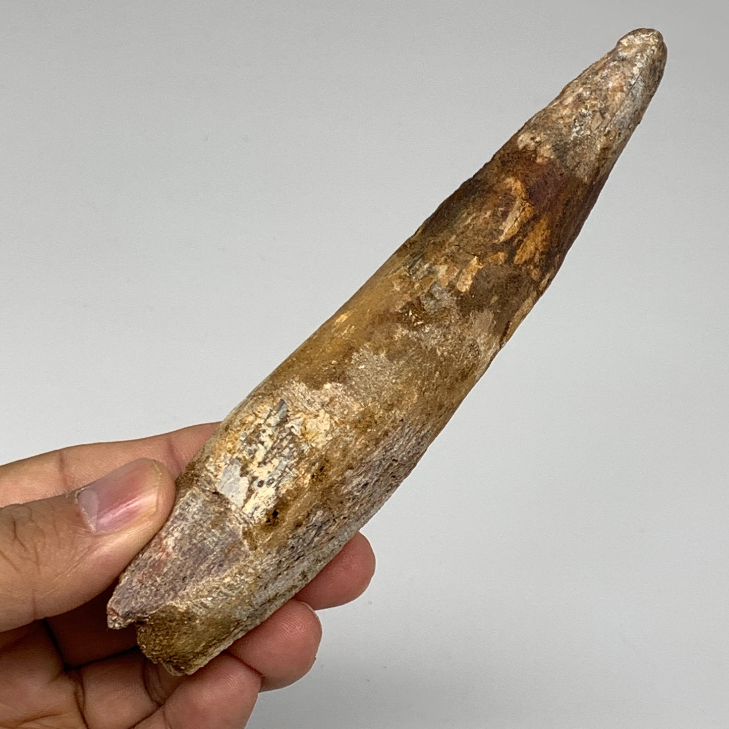 98.5g, 5.6"X1.2"x 1", Rare Natural Fossils Spinosaurus Tooth from Morocco, F3152