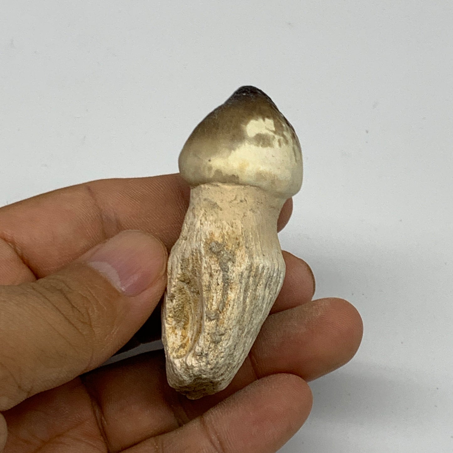 46.9g, 2.5"X1.4"x1" Fossil Globidens phosphaticus (Mosasaur ) Tooth, Cretaceous,