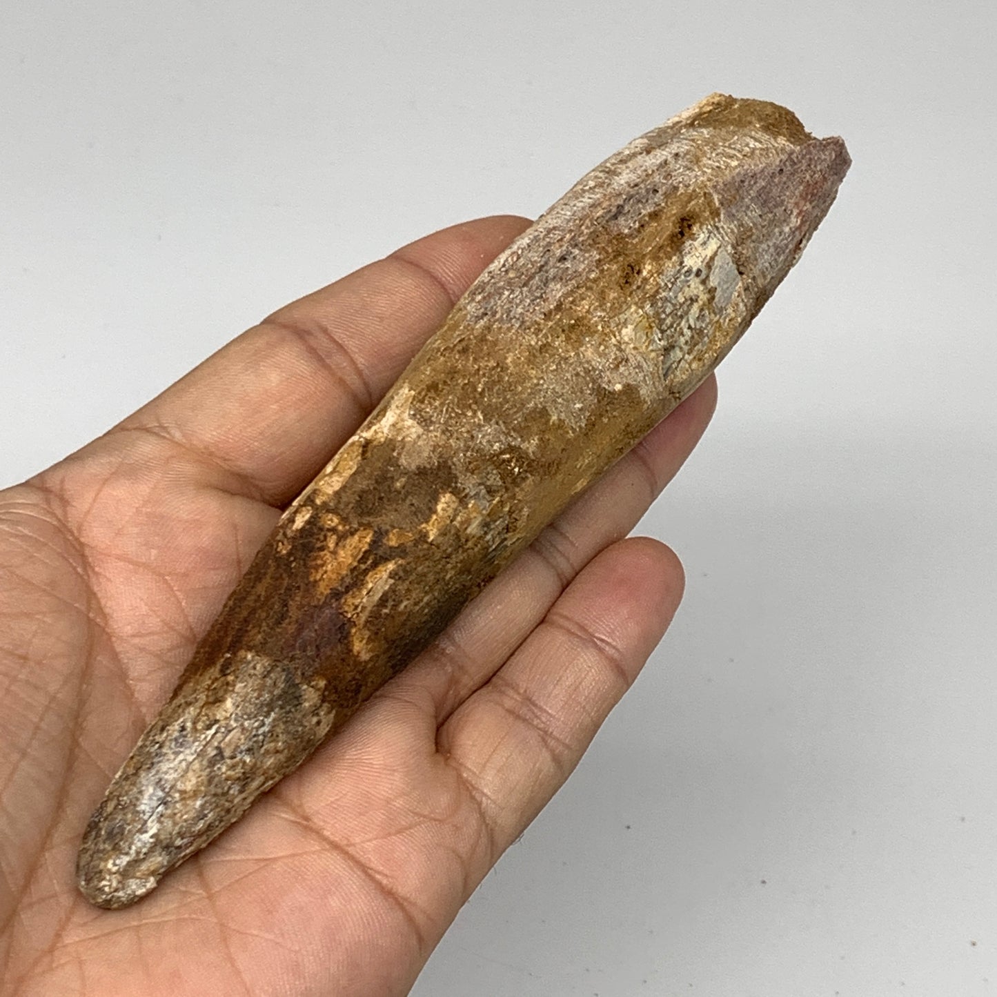 98.5g, 5.6"X1.2"x 1", Rare Natural Fossils Spinosaurus Tooth from Morocco, F3152