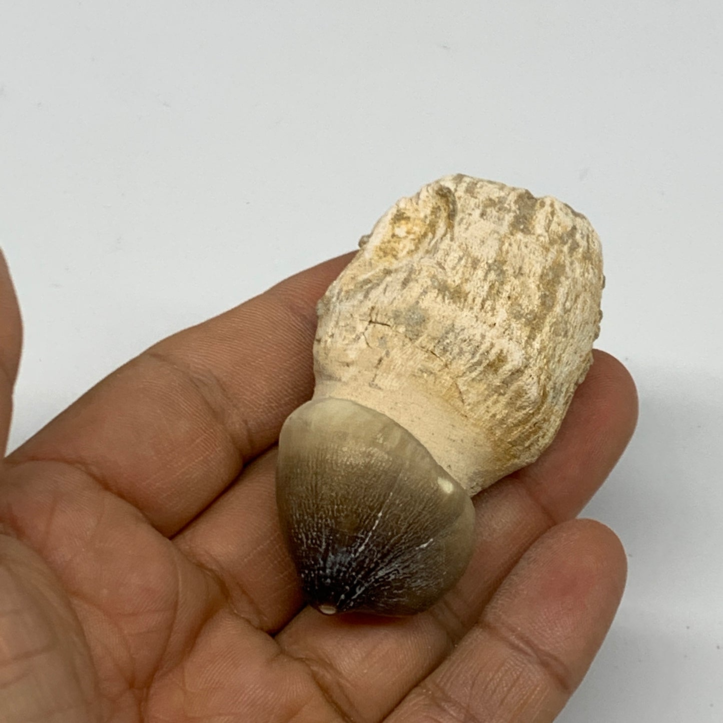 46.9g, 2.5"X1.4"x1" Fossil Globidens phosphaticus (Mosasaur ) Tooth, Cretaceous,