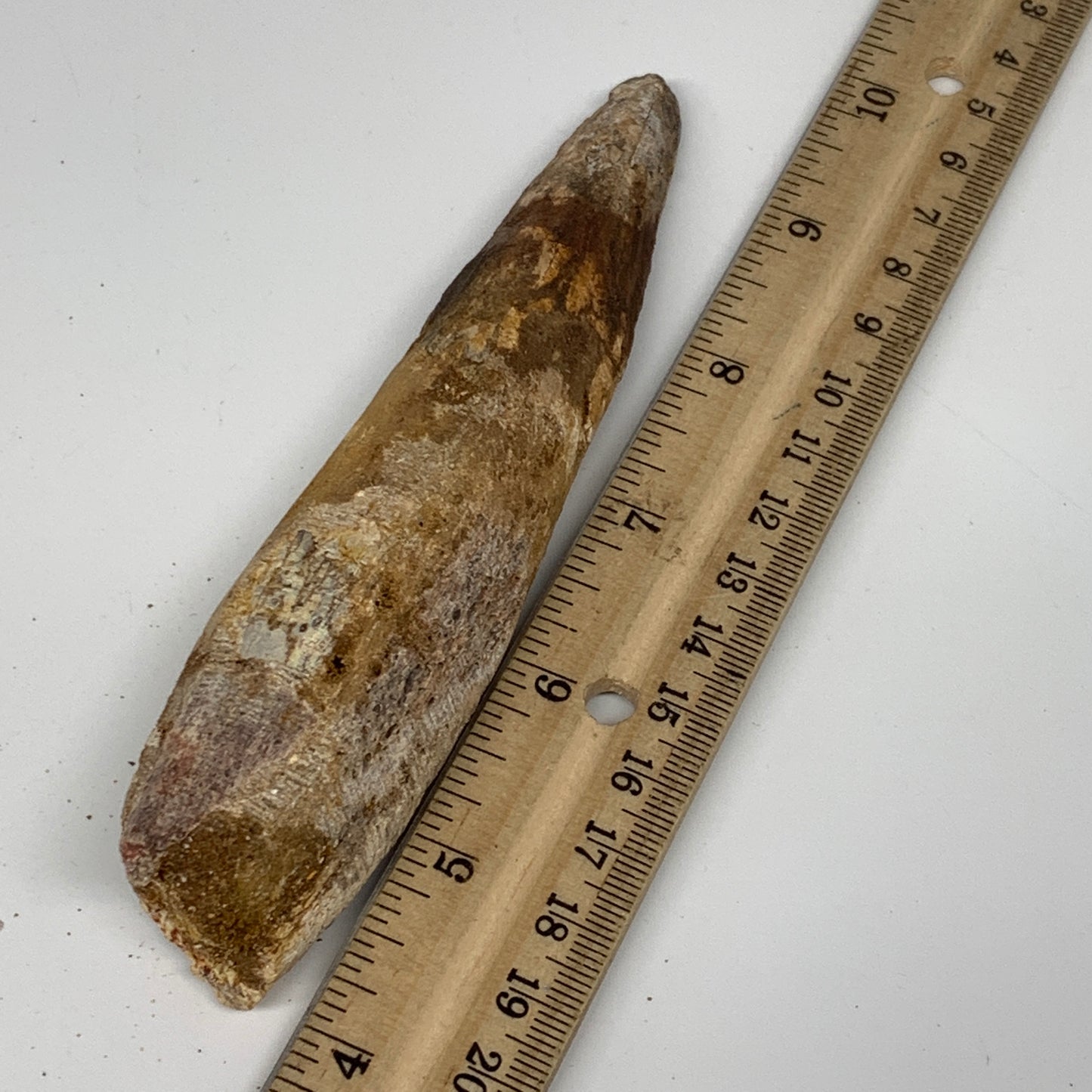 98.5g, 5.6"X1.2"x 1", Rare Natural Fossils Spinosaurus Tooth from Morocco, F3152