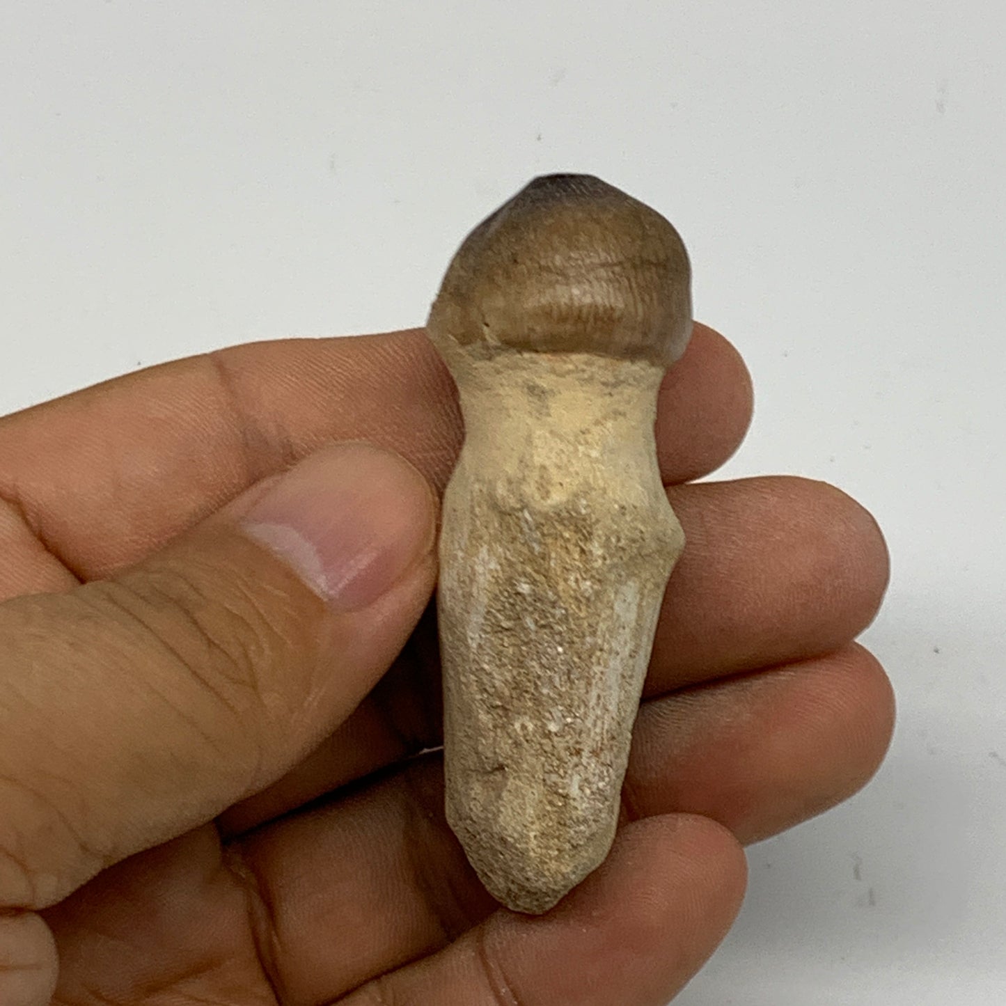 26.1g, 2.4"X0.9"x0.8" Fossil Globidens phosphaticus (Mosasaur ) Tooth, Cretaceou