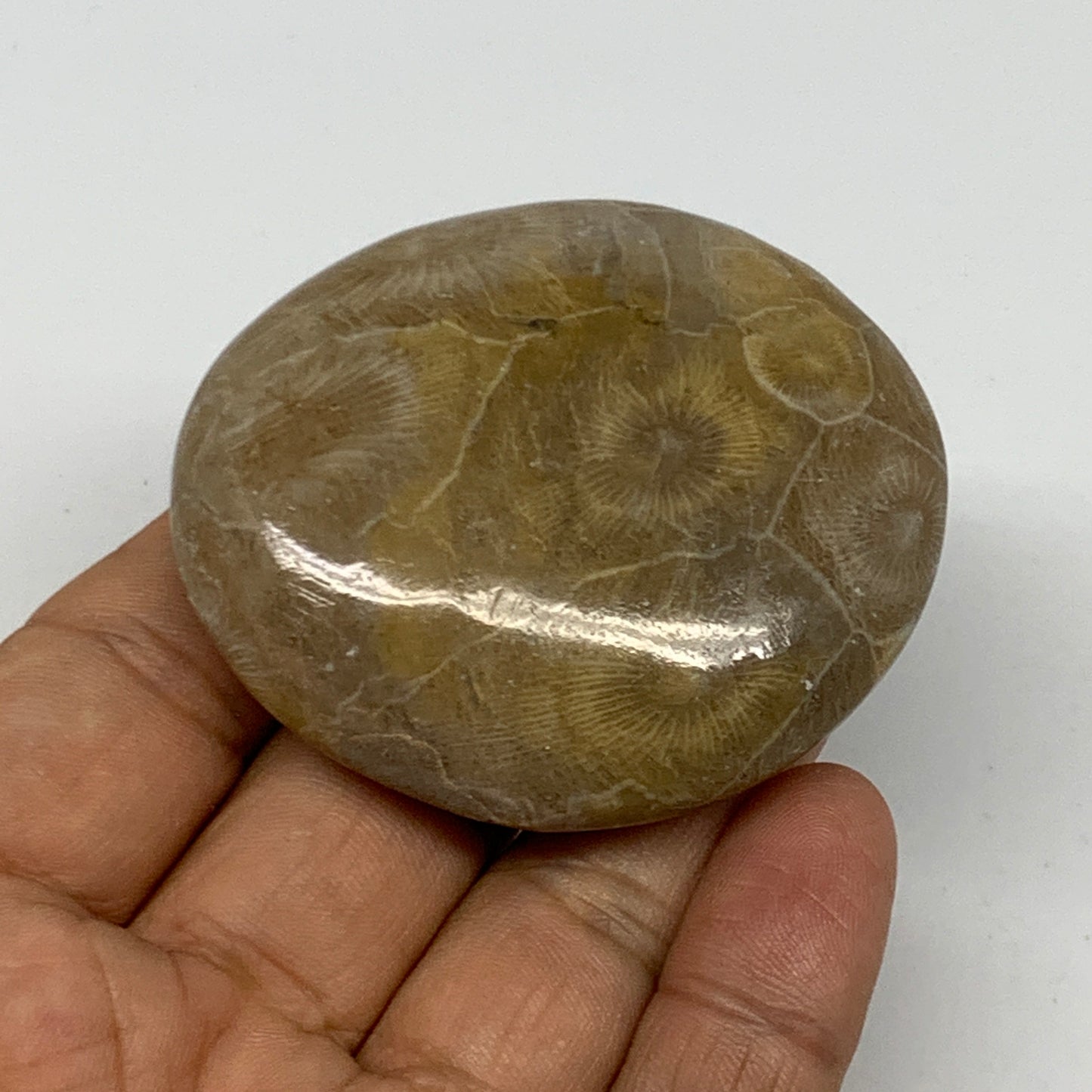 71.3g,2.2"x1.9"x 0.7", Coral Fossils Palm-Stone Polished from Morocco, B20398