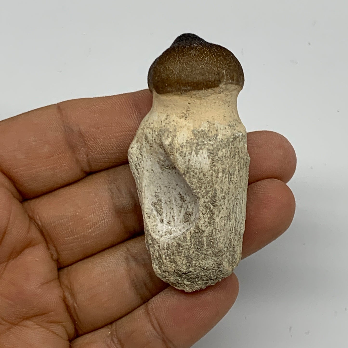 35.6g, 2.4"X1.1"x0.9" Fossil Globidens phosphaticus (Mosasaur ) Tooth, Cretaceou