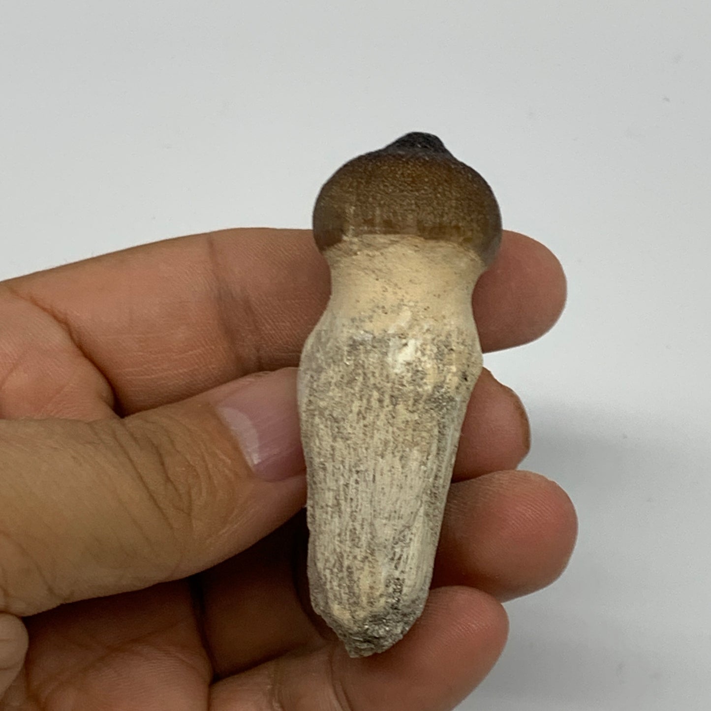 35.6g, 2.4"X1.1"x0.9" Fossil Globidens phosphaticus (Mosasaur ) Tooth, Cretaceou