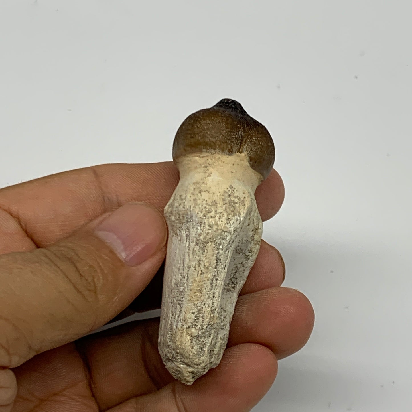 35.6g, 2.4"X1.1"x0.9" Fossil Globidens phosphaticus (Mosasaur ) Tooth, Cretaceou