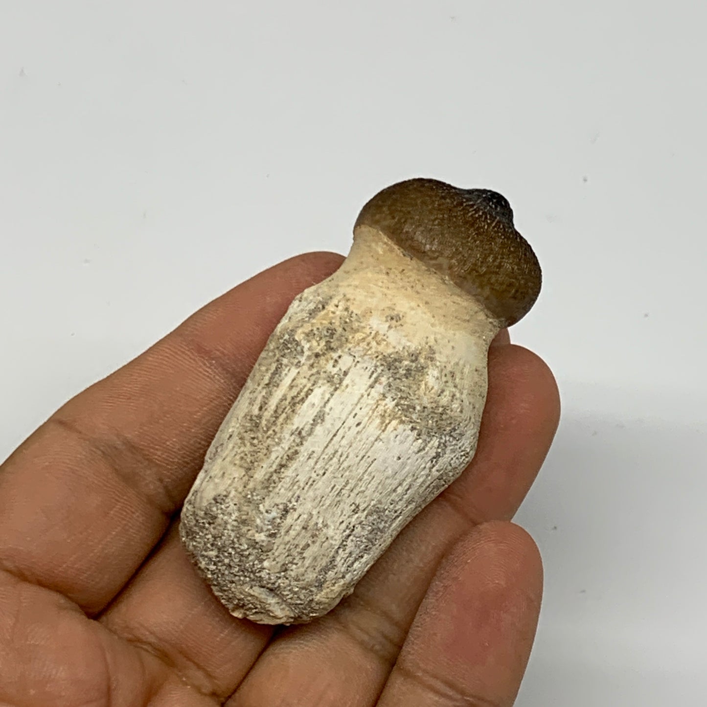 35.6g, 2.4"X1.1"x0.9" Fossil Globidens phosphaticus (Mosasaur ) Tooth, Cretaceou