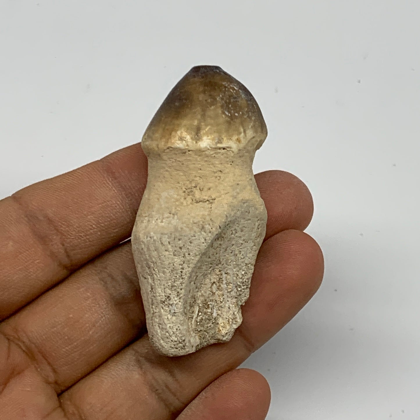 27.6g, 2.2"X1"x0.8" Fossil Globidens phosphaticus (Mosasaur ) Tooth, Cretaceous,